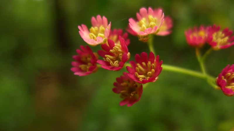 Aristotelia serrata photo 7