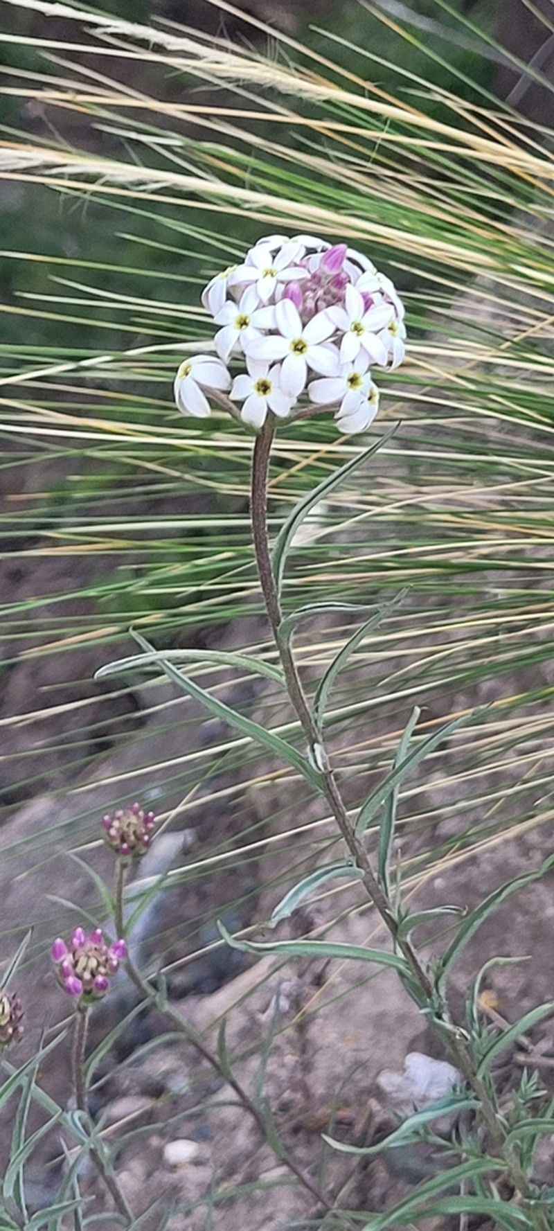 Arjona longifolia