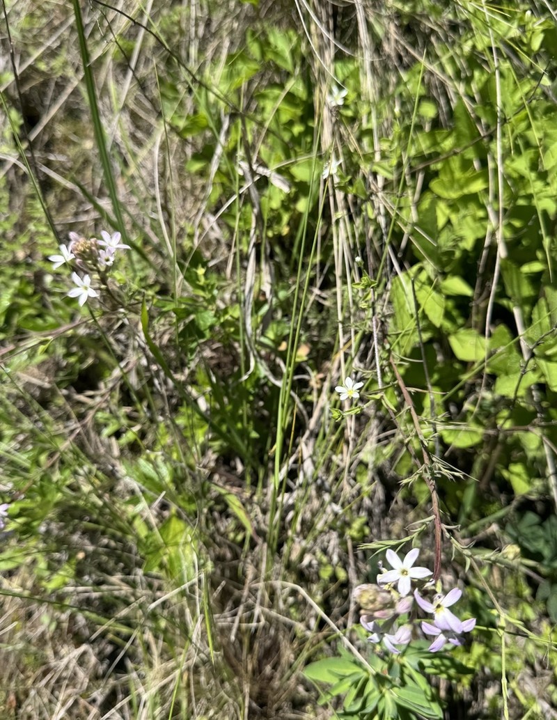 Arjona longifolia photo 2