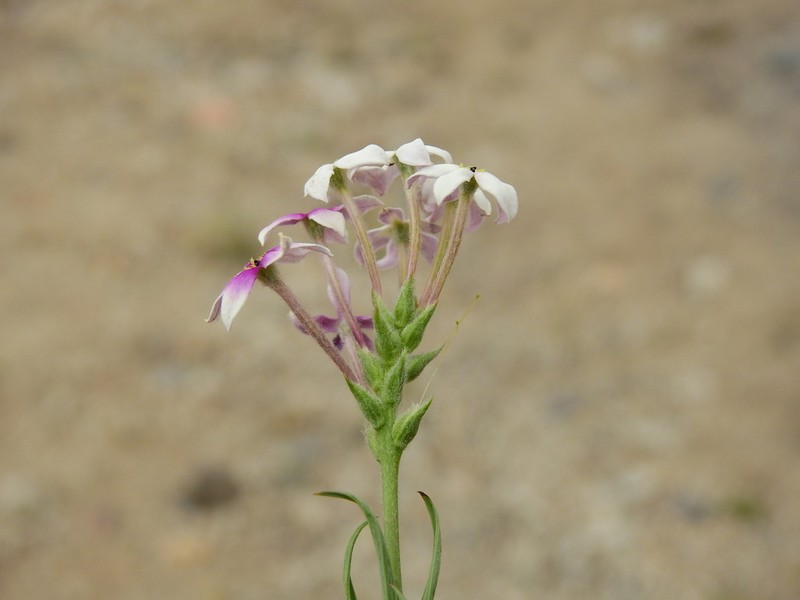 Arjona longifolia photo 3