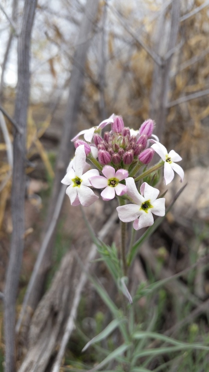 Arjona longifolia photo 4