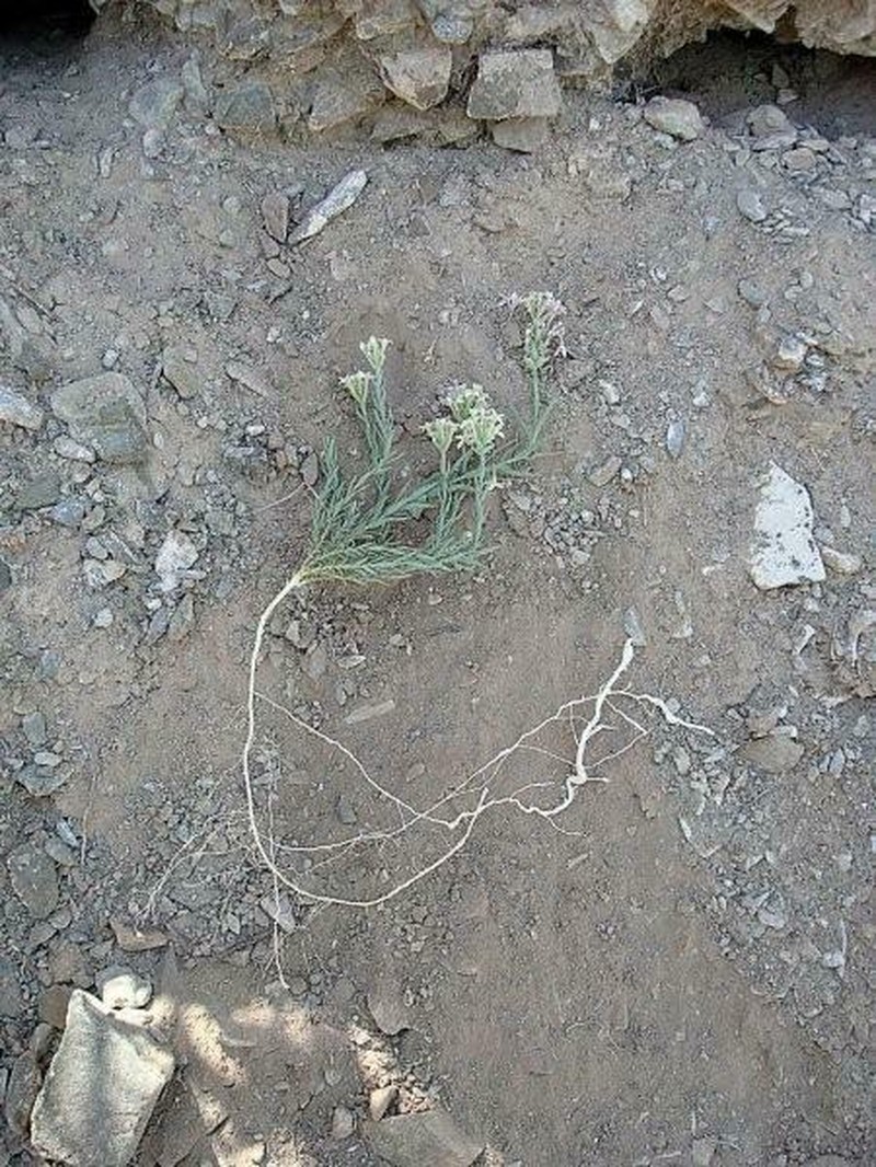 Arjona longifolia photo 5
