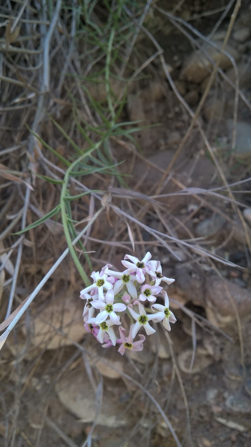Arjona longifolia photo 6