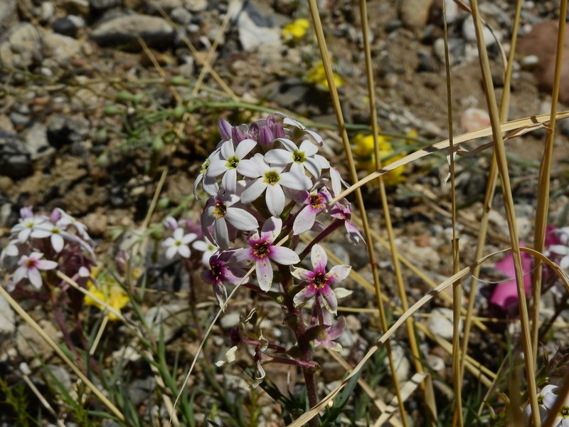 Arjona longifolia photo 7
