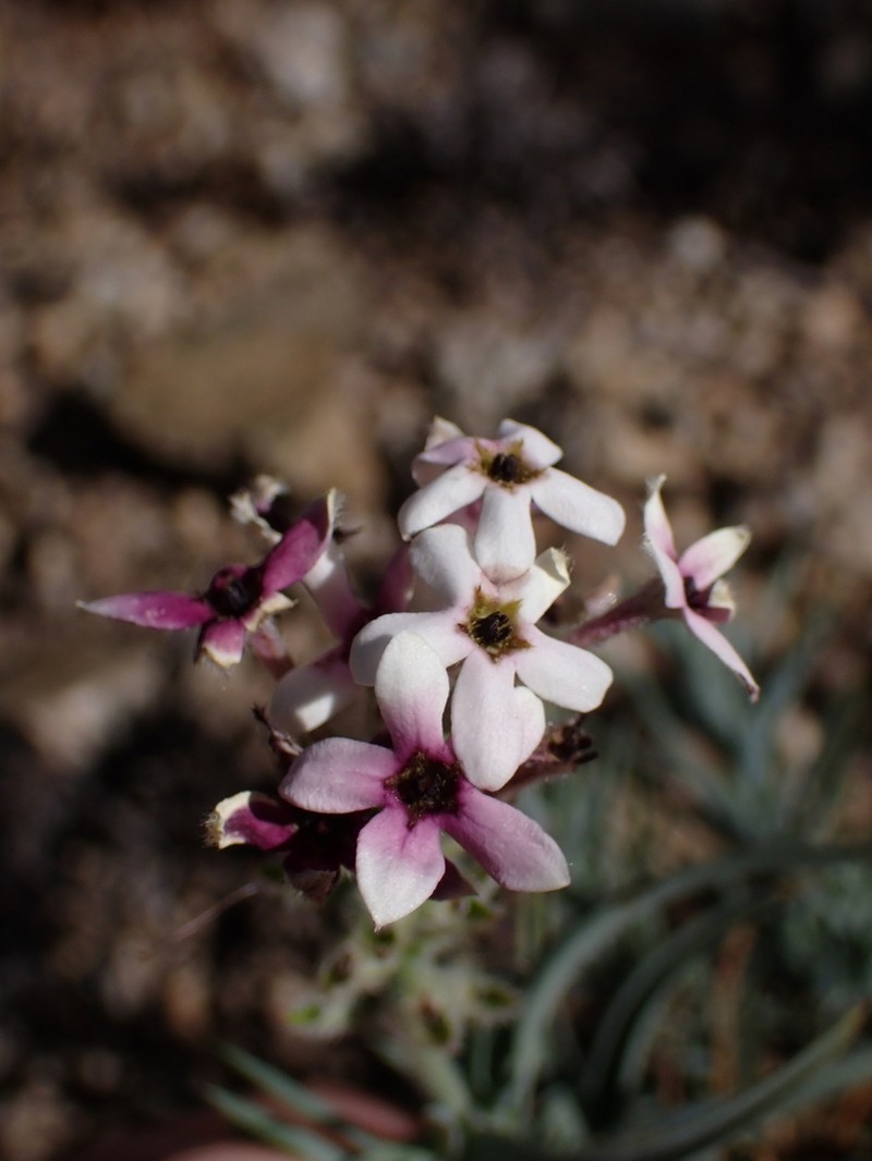 Arjona longifolia photo 8