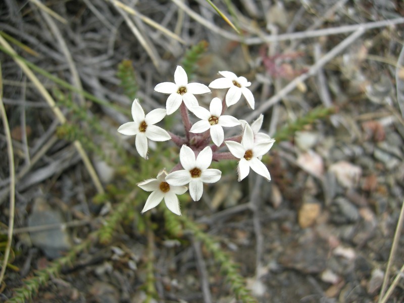 Arjona patagonica