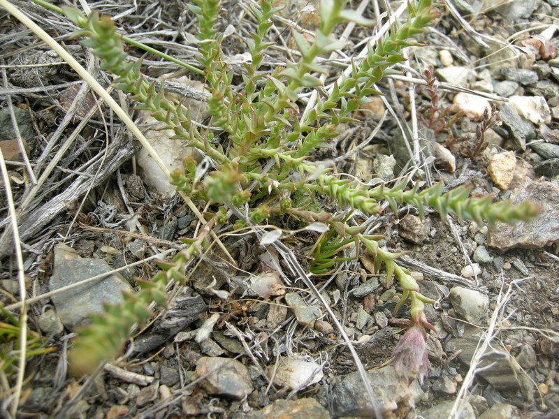 Arjona patagonica photo 2