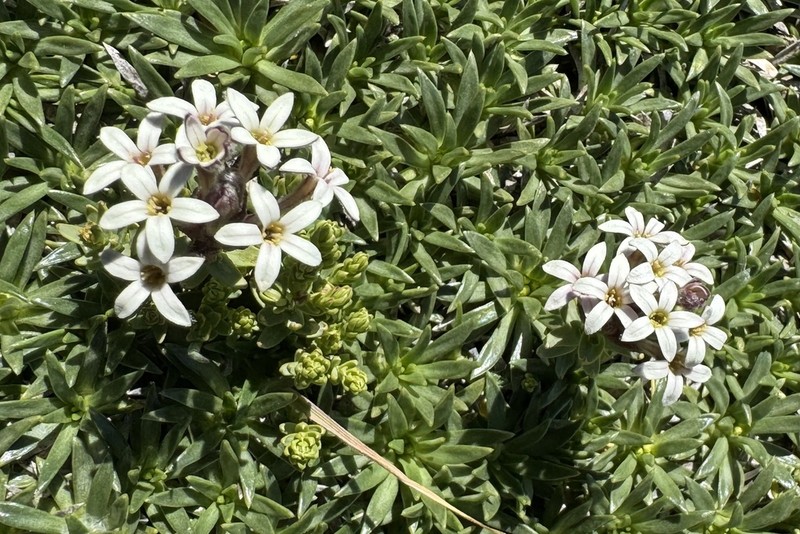 Arjona patagonica photo 3
