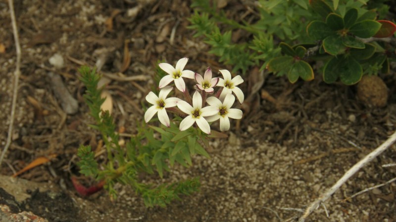 Arjona patagonica photo 4