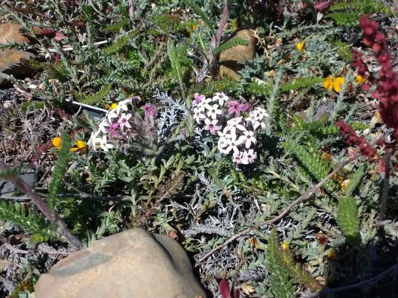 Arjona patagonica photo 6