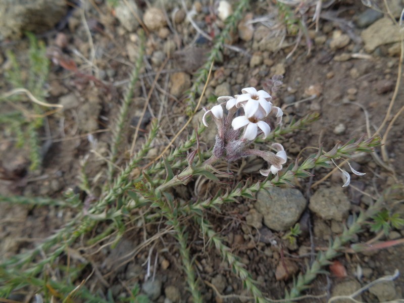 Arjona patagonica photo 7