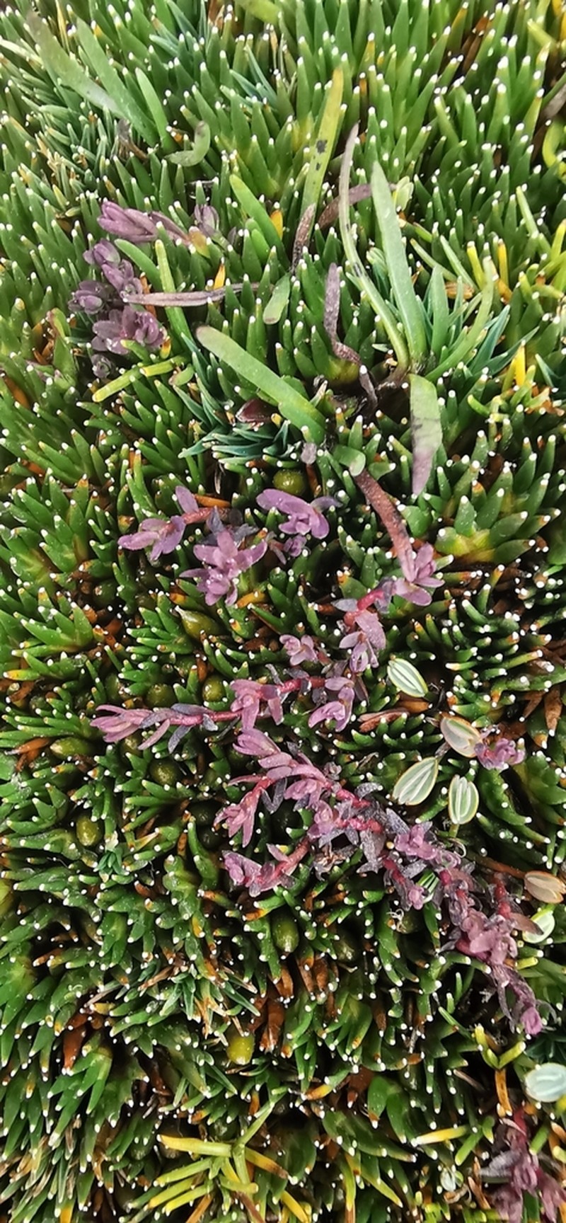 Arjona pusilla