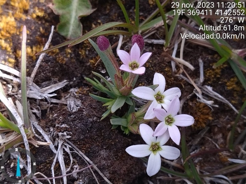 Arjona pusilla photo 2
