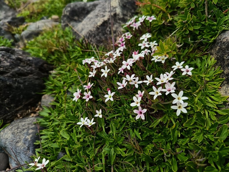 Arjona pusilla photo 3