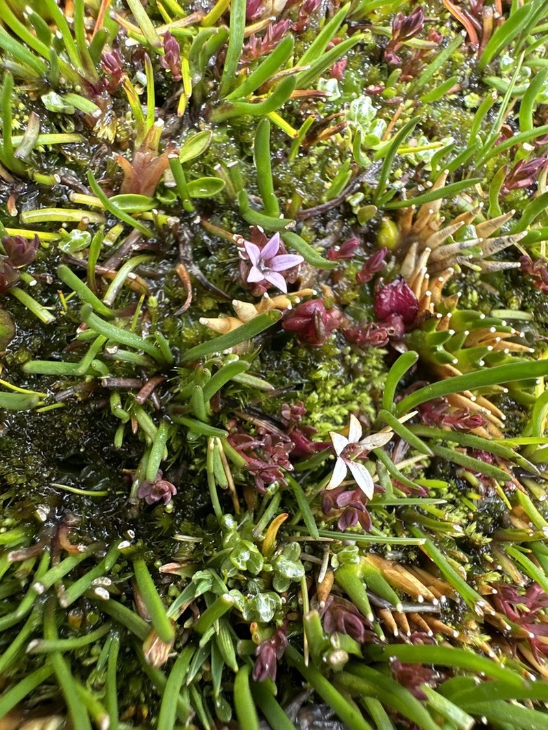 Arjona pusilla photo 5