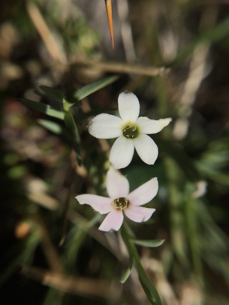 Arjona pusilla photo 6
