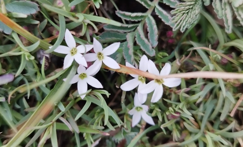 Arjona pusilla photo 8