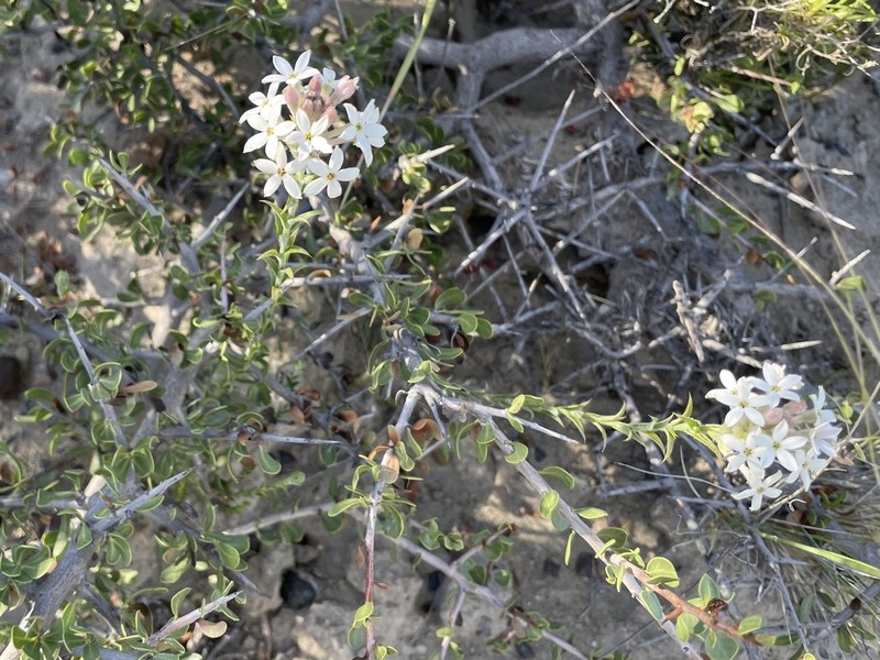 Arjona tuberosa