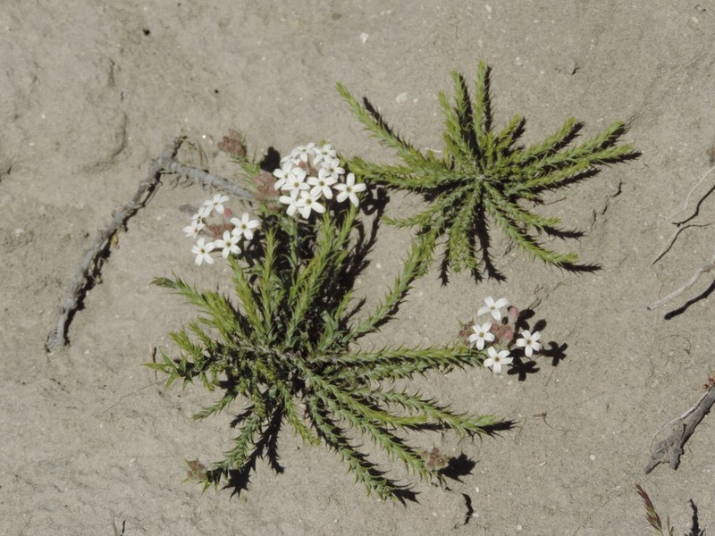 Arjona tuberosa photo 2