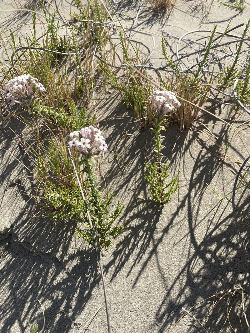 Arjona tuberosa photo 3
