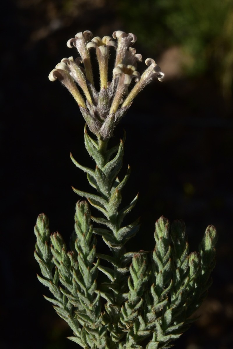 Arjona tuberosa photo 4