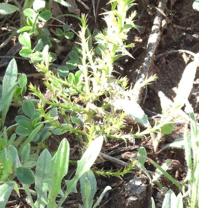 Arjona tuberosa photo 5