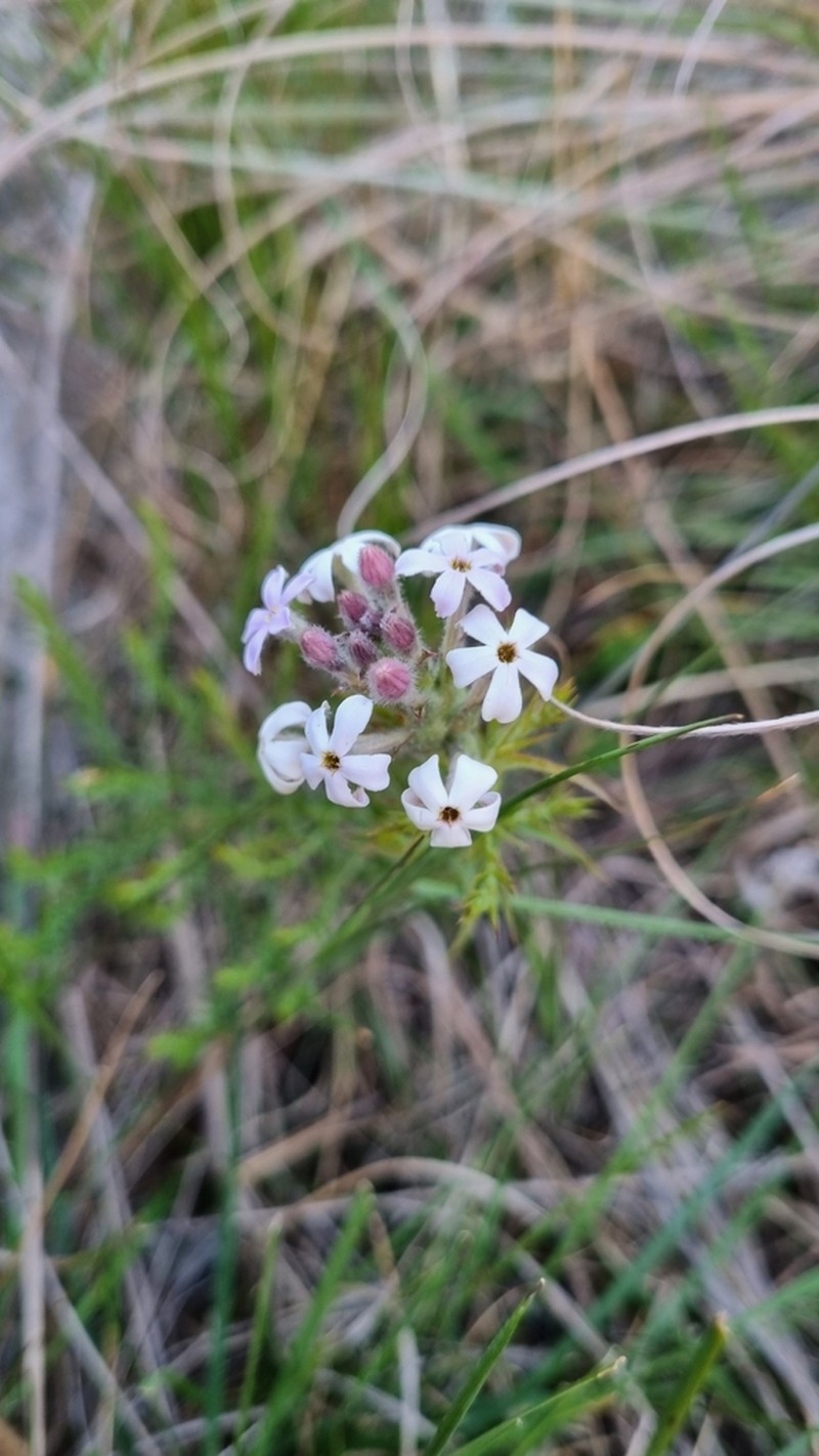Arjona tuberosa photo 6