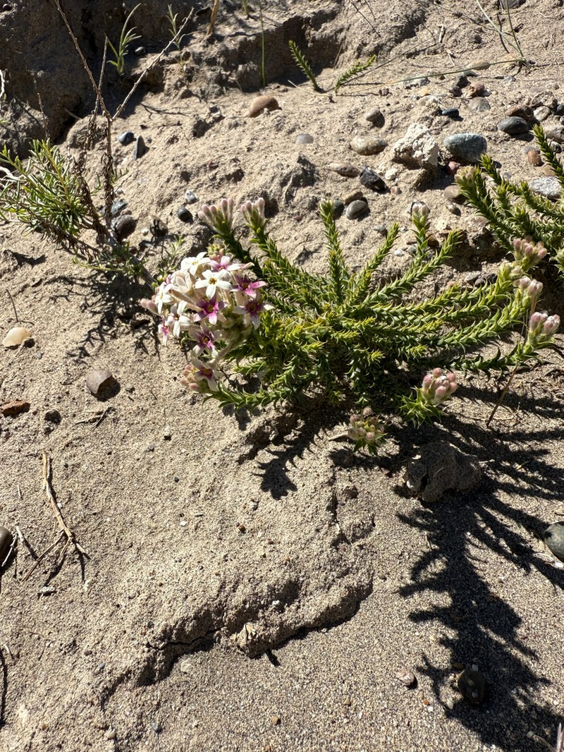 Arjona tuberosa photo 7