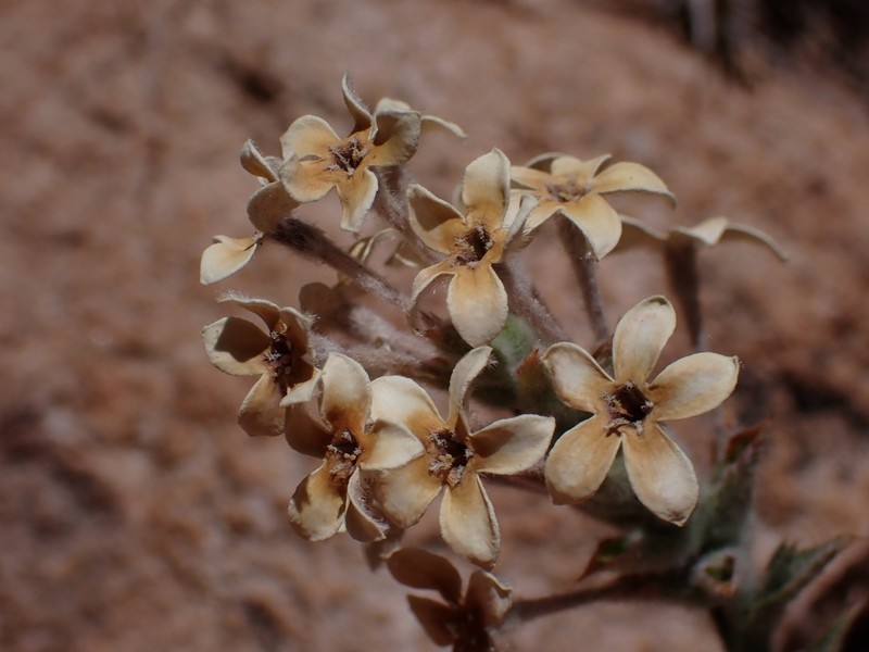 Arjona tuberosa photo 8