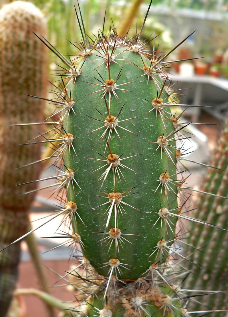 Armatocereus cartwrightianus