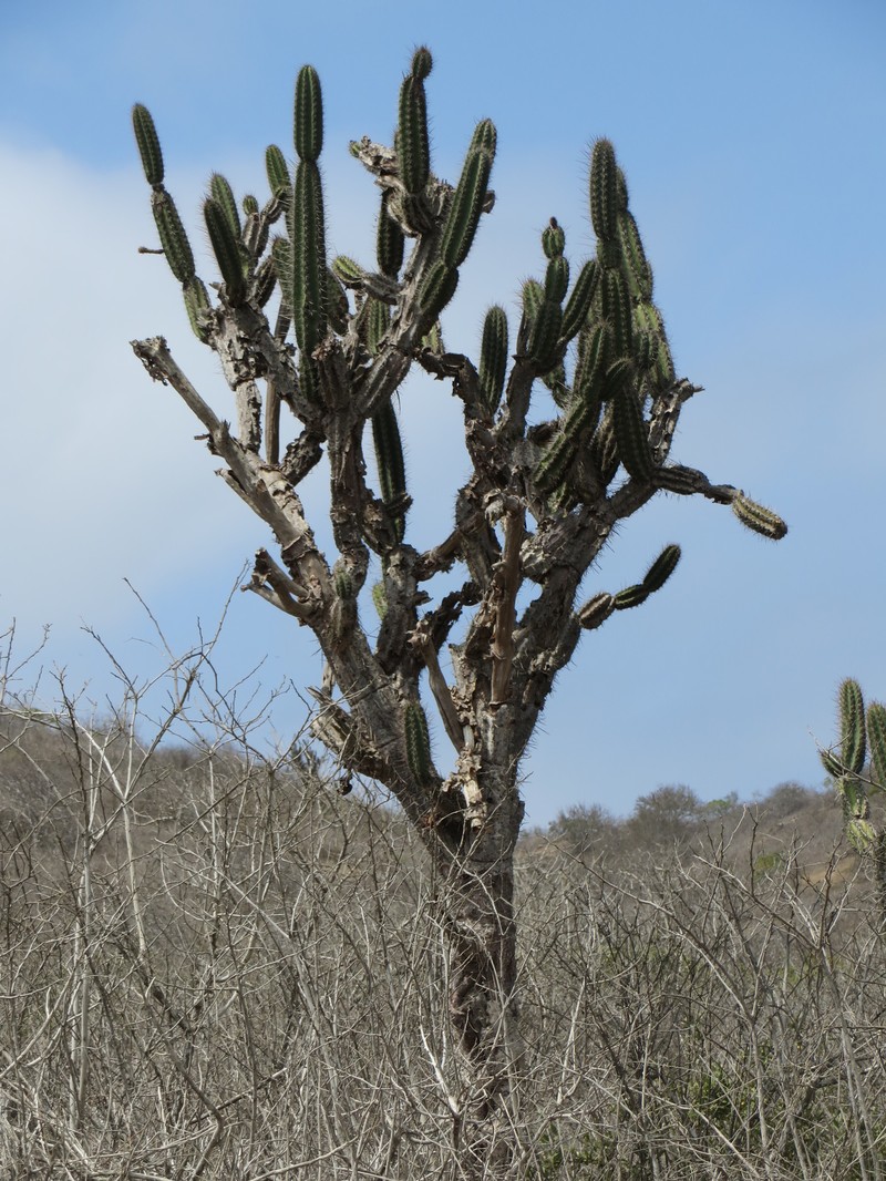 Armatocereus cartwrightianus photo 2