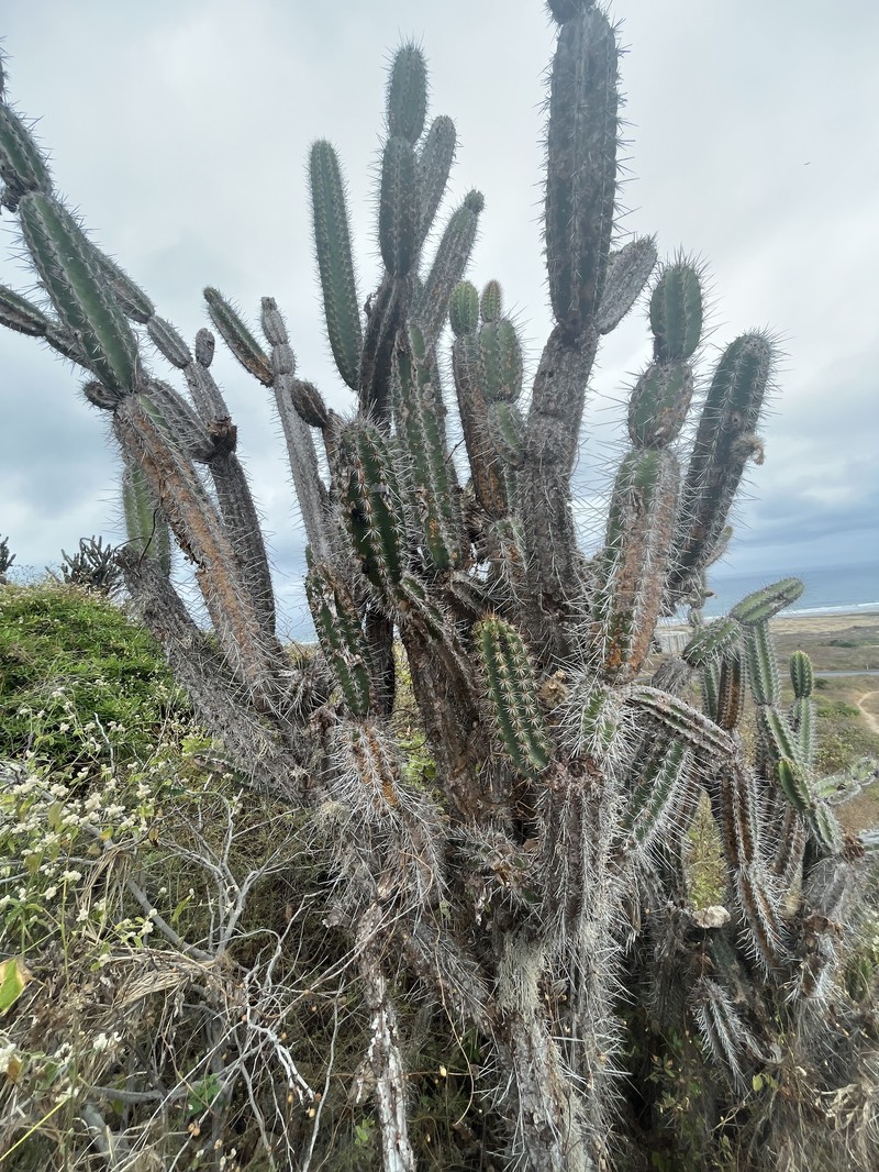 Armatocereus cartwrightianus photo 3
