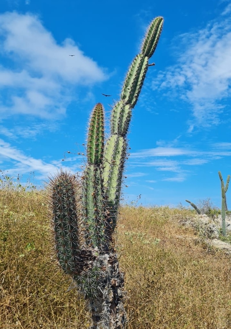 Armatocereus cartwrightianus photo 4