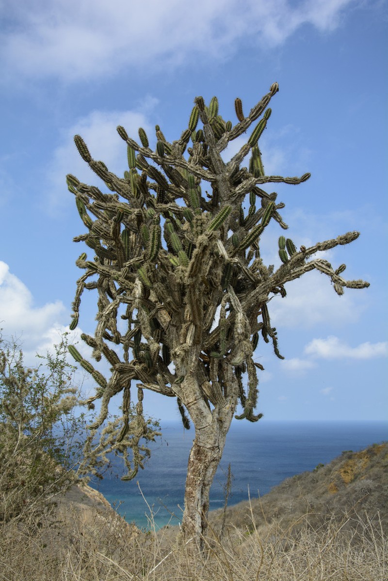 Armatocereus cartwrightianus photo 5
