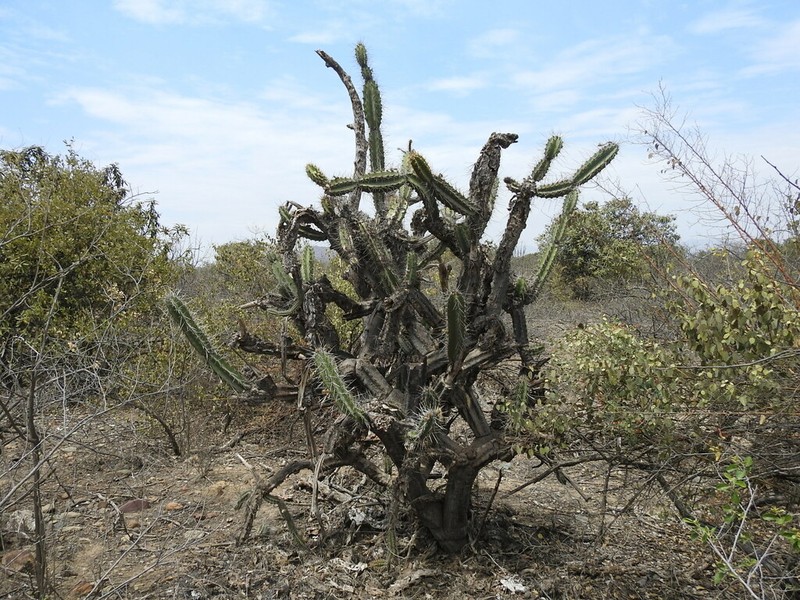 Armatocereus cartwrightianus photo 7