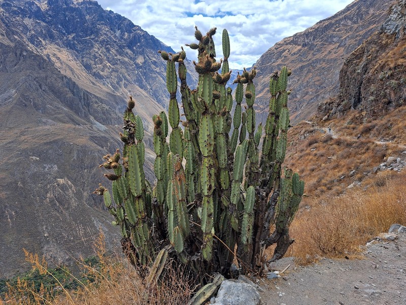 Armatocereus ghiesbreghtii