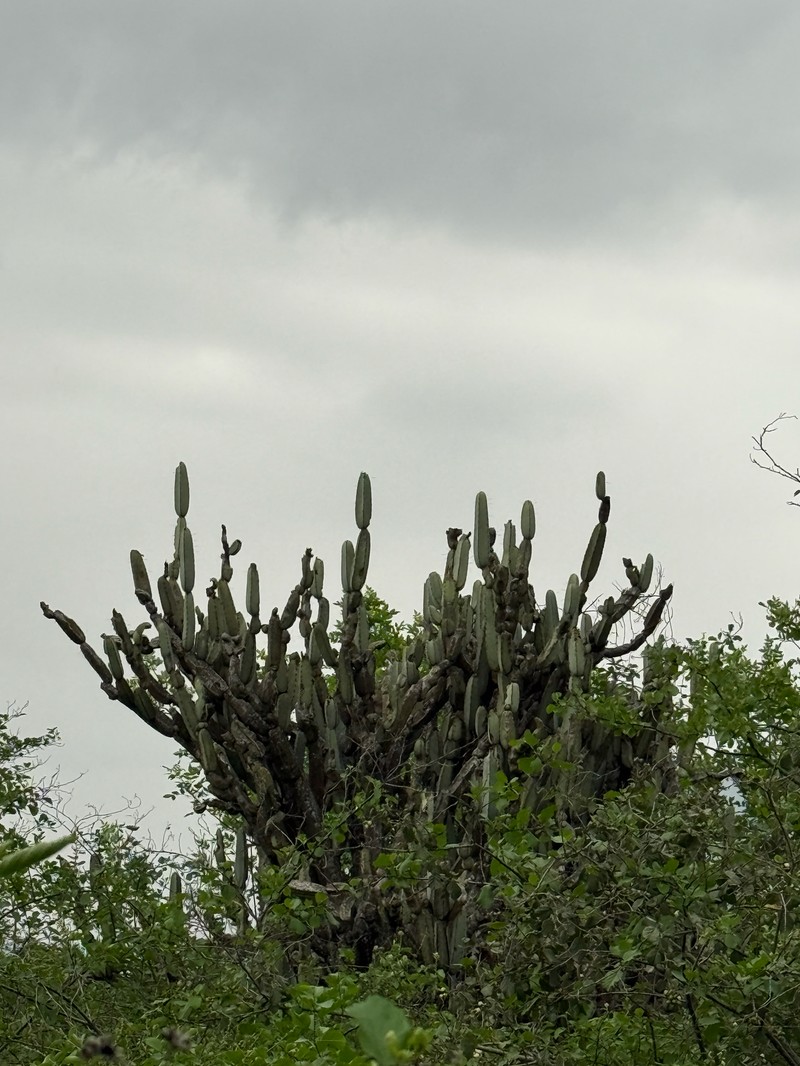 Armatocereus ghiesbreghtii photo 2