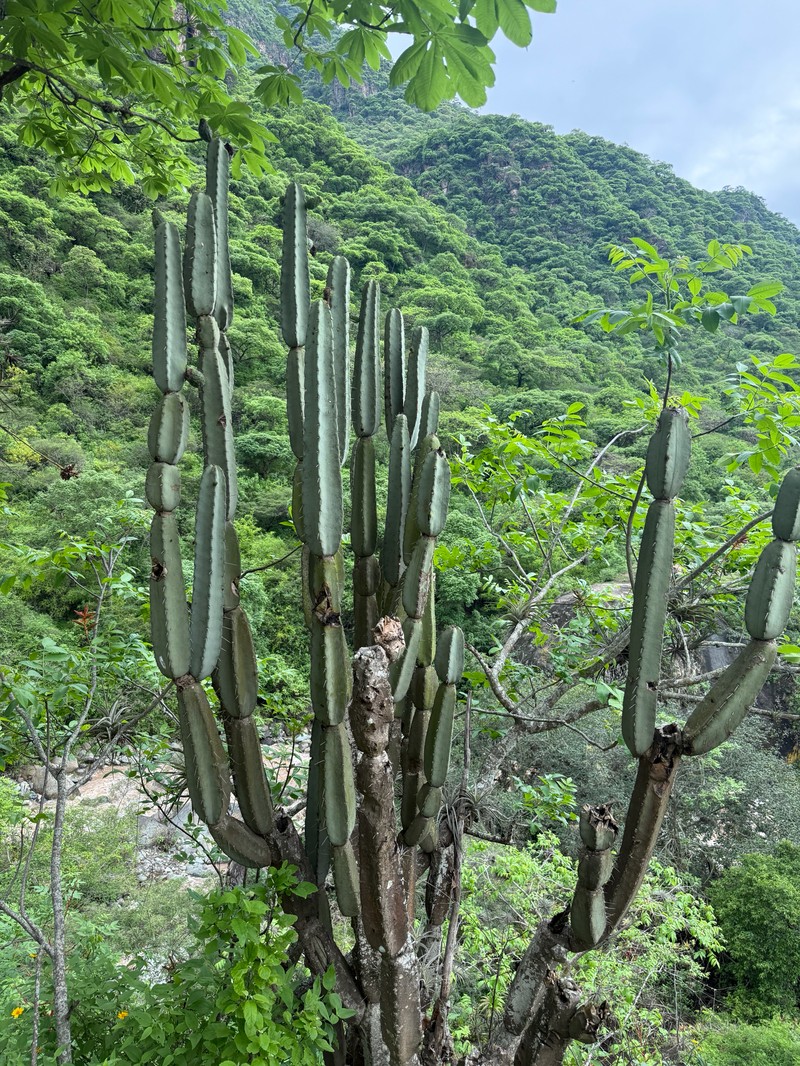 Armatocereus ghiesbreghtii photo 3