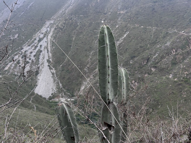 Armatocereus ghiesbreghtii photo 4
