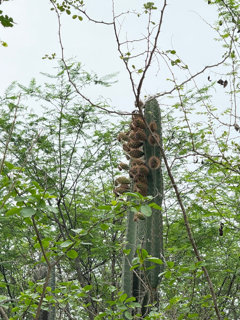 Armatocereus ghiesbreghtii photo 5