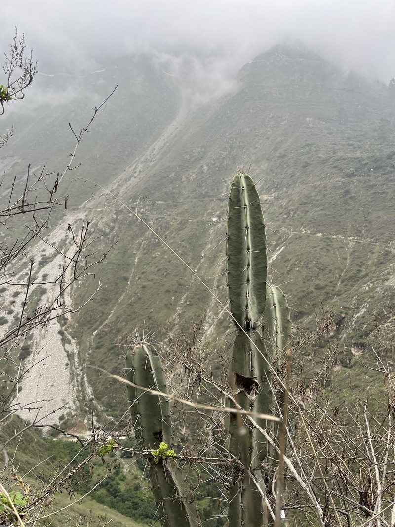 Armatocereus ghiesbreghtii photo 6