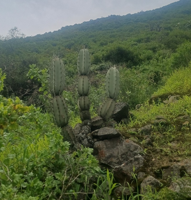 Armatocereus ghiesbreghtii photo 7