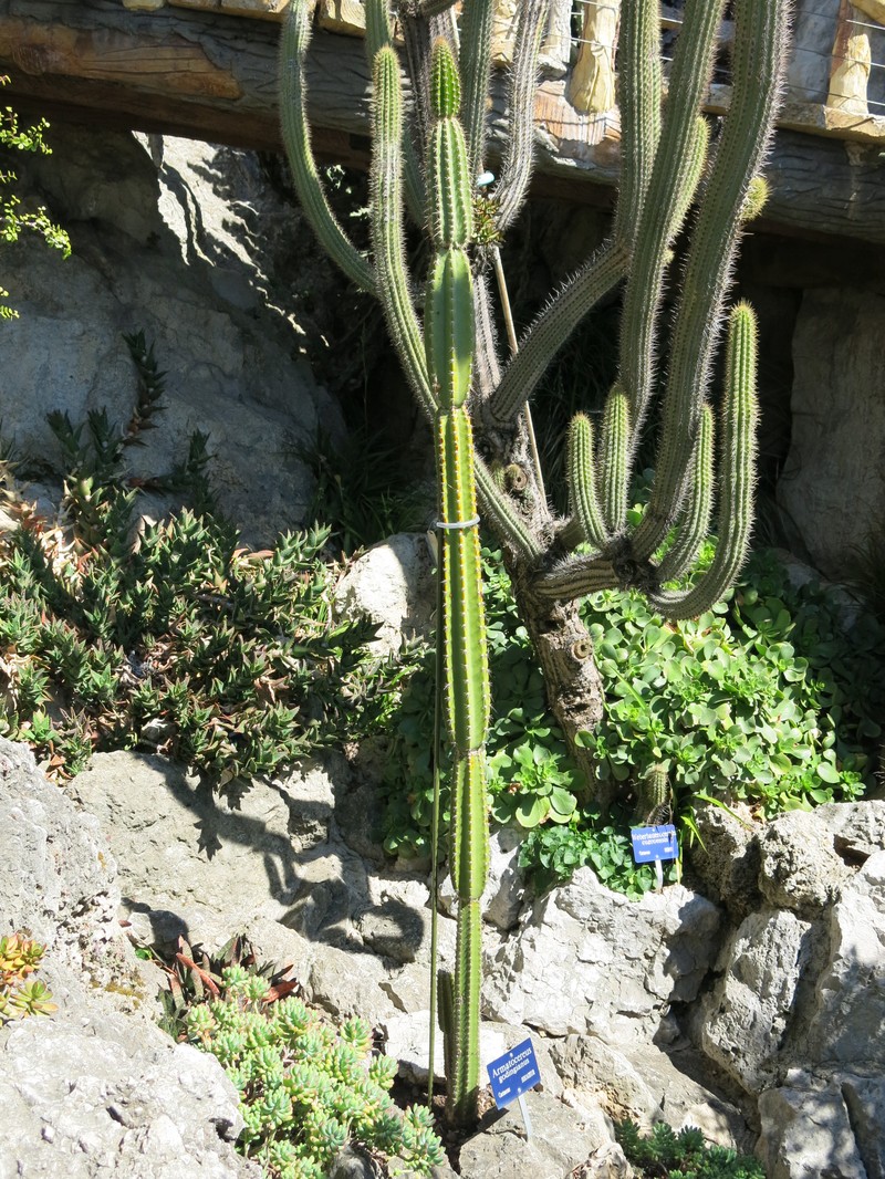 Armatocereus godingianus photo 2