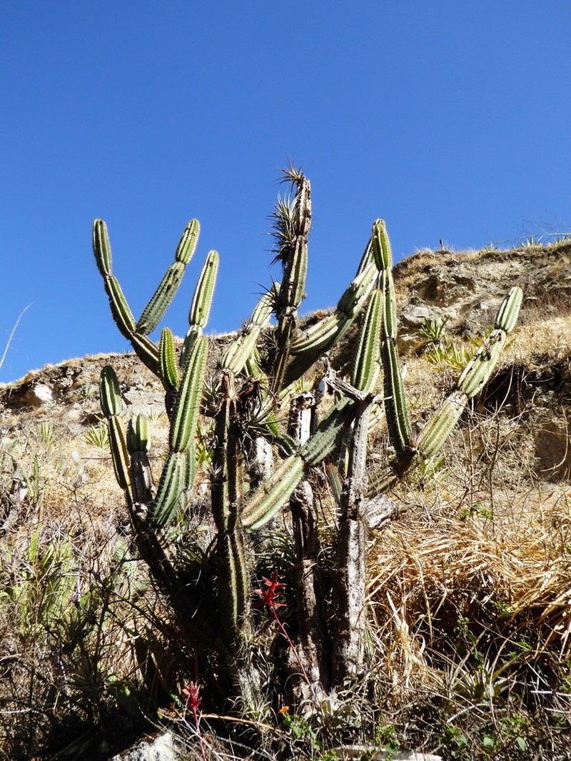 Armatocereus godingianus photo 4