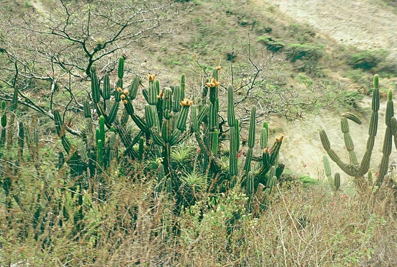 Armatocereus godingianus photo 6