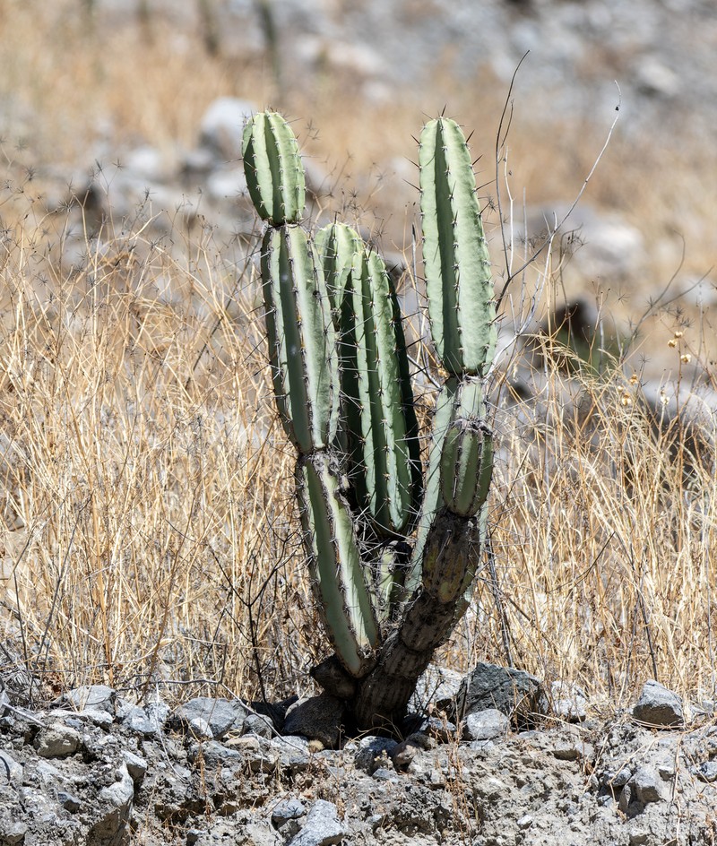 Armatocereus laetus photo 3