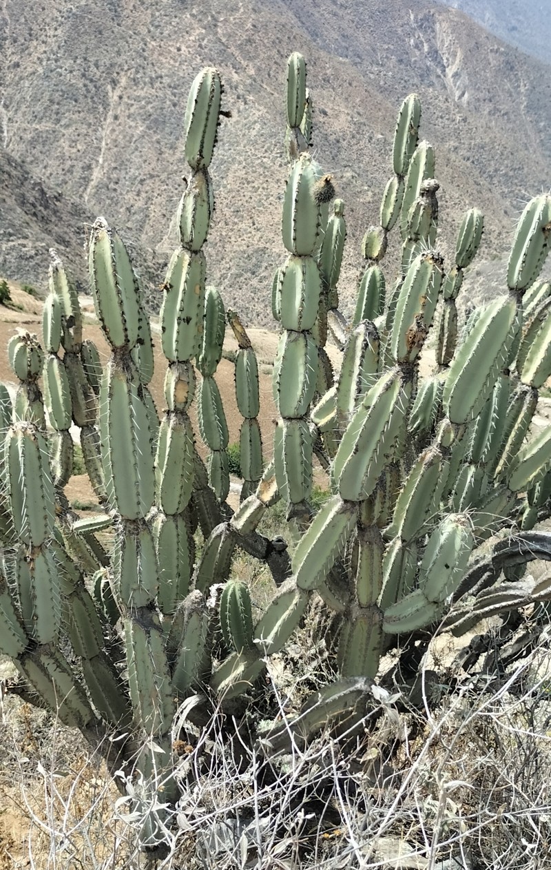 Armatocereus laetus photo 4