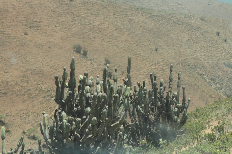 Armatocereus laetus photo 5