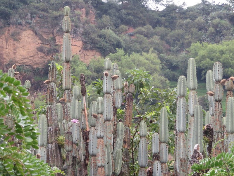 Armatocereus laetus photo 6