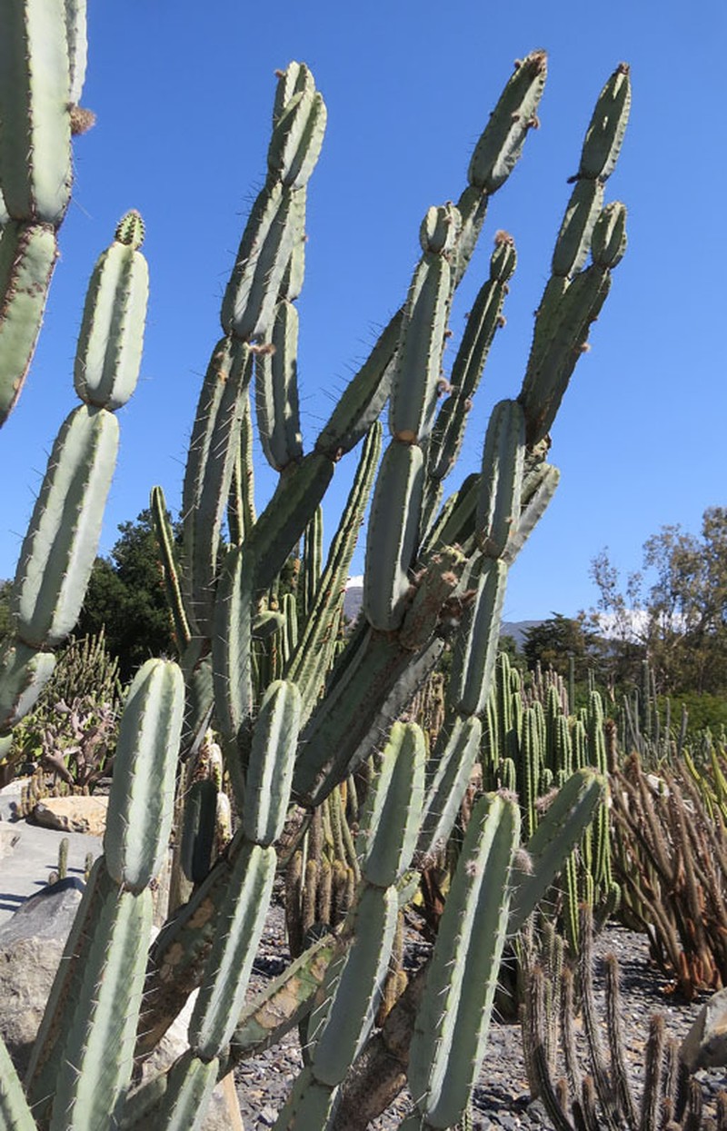 Armatocereus matucanensis
